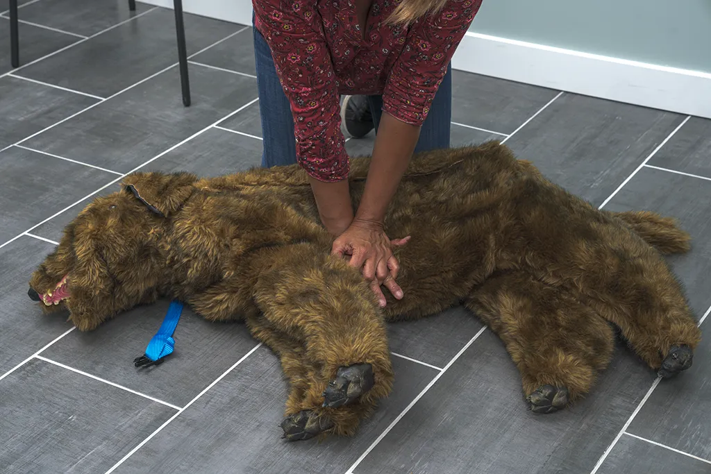 Formatrice réalisant un massage cardiaque sur un mannequin chien lors d’un exercice pratique