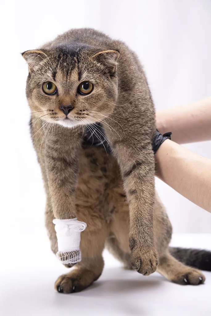 Chat blessé avec une patte bandée lors d’un traitement de secourisme animalier